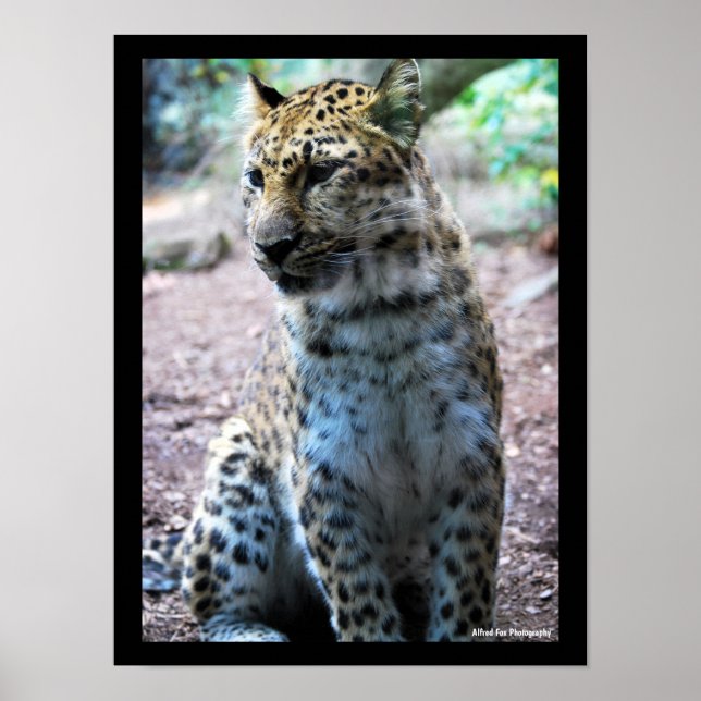Póster Postura de leopardo (Frente)