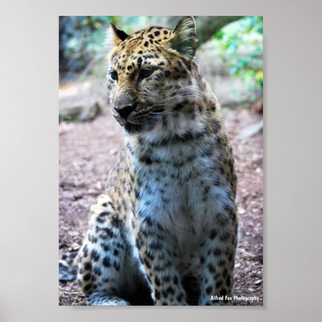 Póster Postura de leopardo (Frente)
