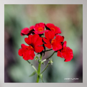 Póster Potado - Rojo