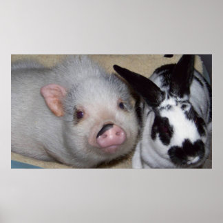 Póster Potbelly Pig & Friend