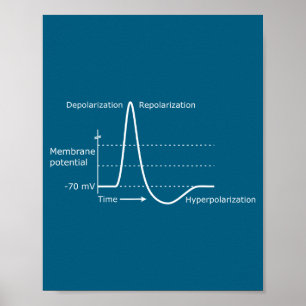 Póster Potencial de Acción Neurociencia Neurotransmisor N