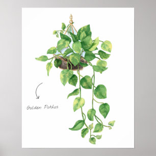 Póster Pothos de oro