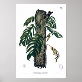 Póster ¿POTHOS? Poster de hoja tropical botánica PINATA