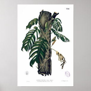 Póster ¿POTHOS? Poster de hoja tropical botánica PINATA