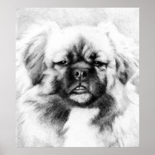 Póster Potrait de Perro Español Tibetano