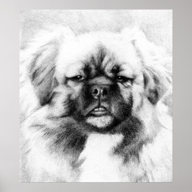 Póster Potrait de Perro Español Tibetano (Frente)