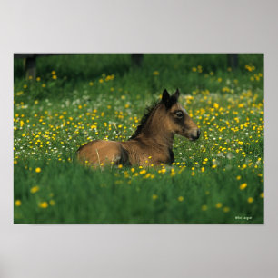 Póster Potro que coloca en flores