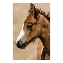 Potro salvaje Mustang- Apolo