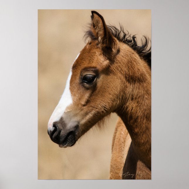 Póster Potro salvaje Mustang- Apolo  (Frente)