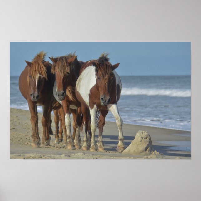 Póster Potros salvajes de Chincoteague, playa de la isla  (Frente)