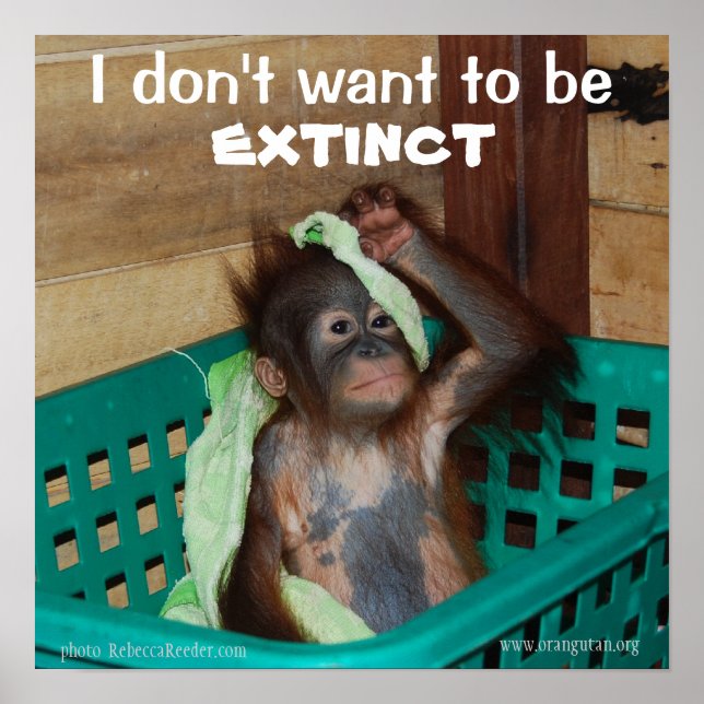 Póster Pouty Baby para la conservación de la vida silvest (Frente)