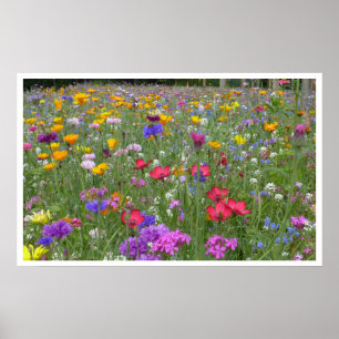 Póster Pradera de flores silvestres