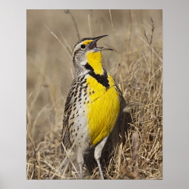Póster Pradera Occidental (Sturnella neglecta) (Frente)