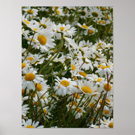 Póster Prado de flores felices - Margarita sonriente con 