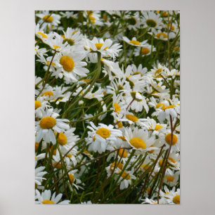 Póster Prado de flores felices - Margarita sonriente con