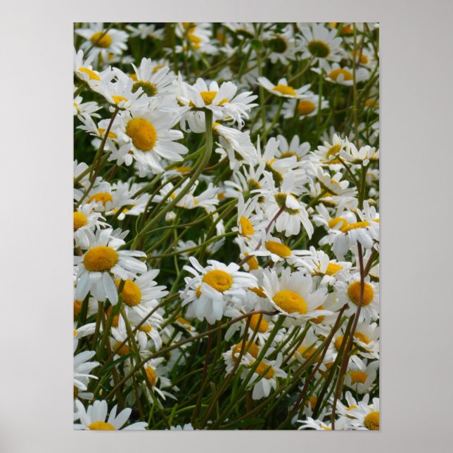 Póster Prado de flores felices - Margarita sonriente con  (Frente)