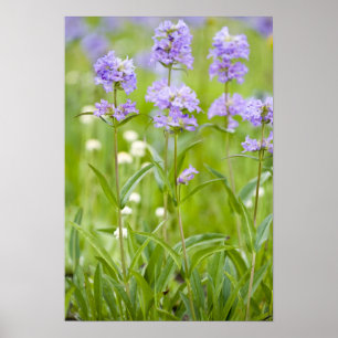Póster Prado de flores silvestres de pénstemon en el