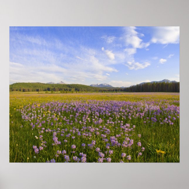 Póster Prado de flores silvestres de penstemon en el 2 (Frente)