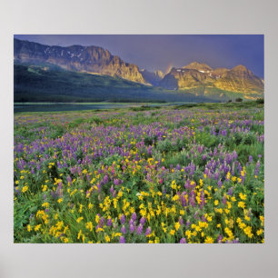 Póster Prado de flores silvestres en Many glacier