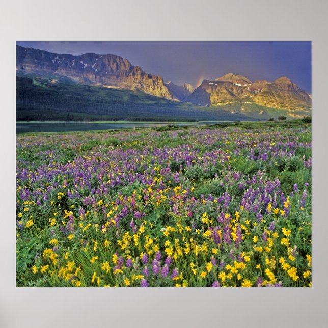 Póster Prado de flores silvestres en Many glacier (Frente)