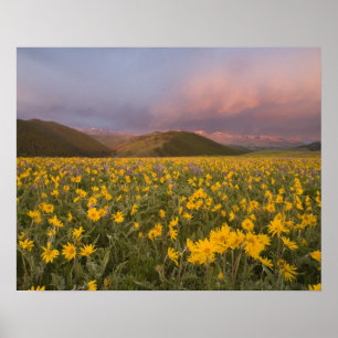 Póster Prado de flores silvestres espectacular al amanece