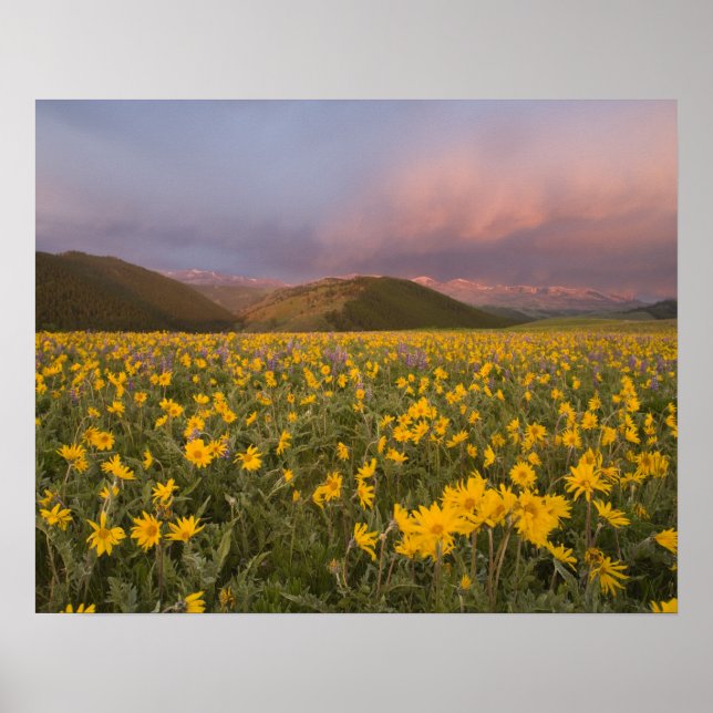 Póster Prado de flores silvestres espectacular al amanece (Frente)