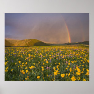 Póster Prado de flores silvestres espectacular al amanece