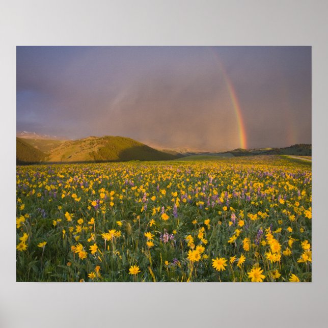 Póster Prado de flores silvestres espectacular al amanece (Frente)