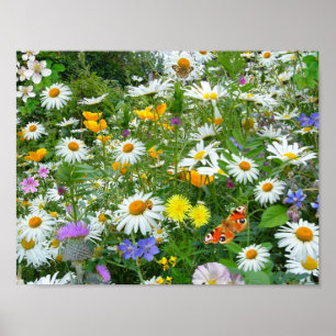 Póster Prado hermoso del Wildflower y de la mariposa