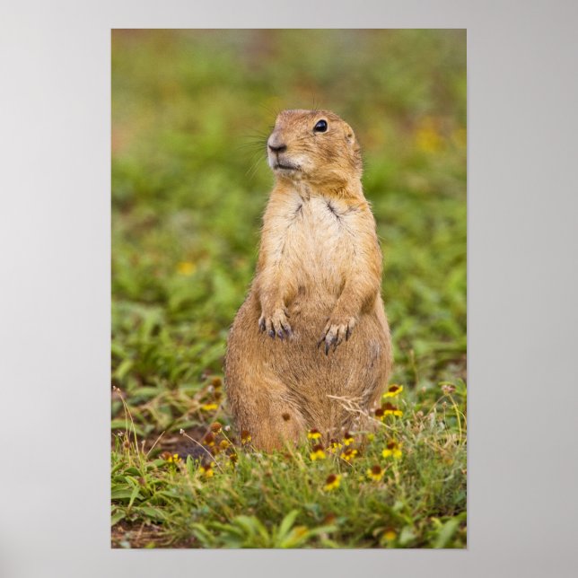 Póster Prairie Dog Cynomys (Frente)