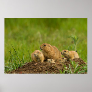 Póster Prairie Dog Family on Den