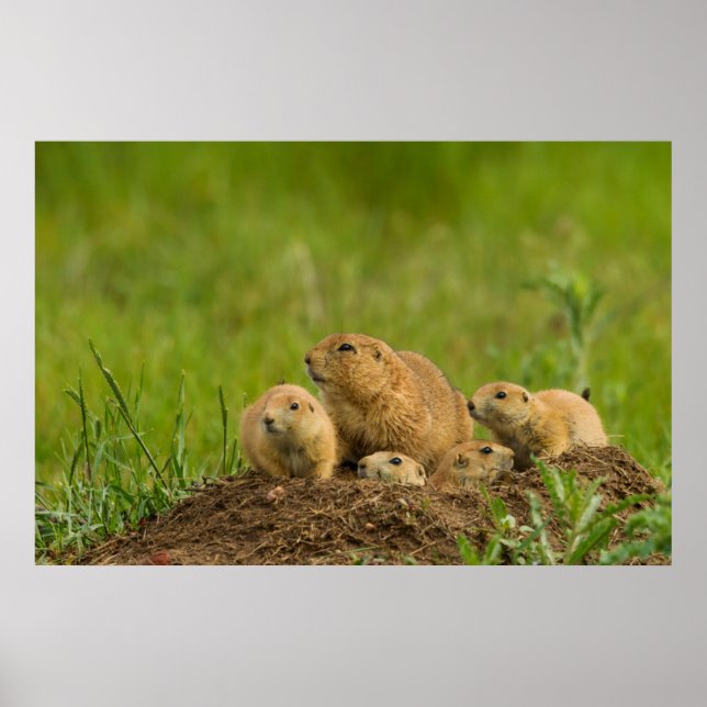 Póster Prairie Dog Family on Den (Frente)