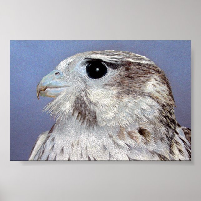 Póster Prairie Falcon (Frente)