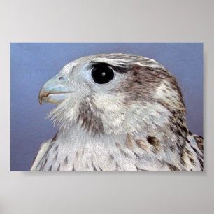 Póster Prairie Falcon