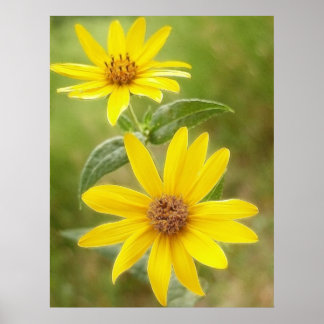 Póster Prairie Sunflower - Helianthus maximilianii