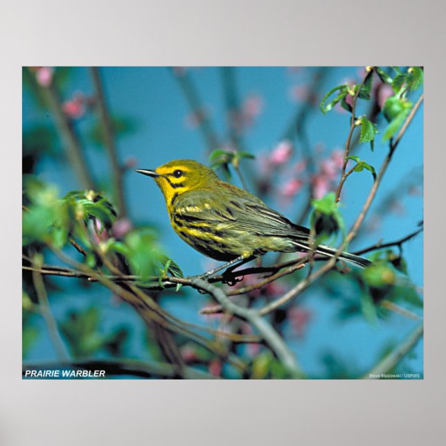 Póster Prairie Warbler (Frente)