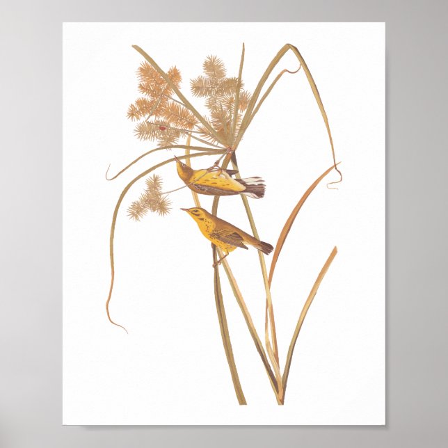 Póster Prairie Warbler Audubon Ave Amarilla (Frente)