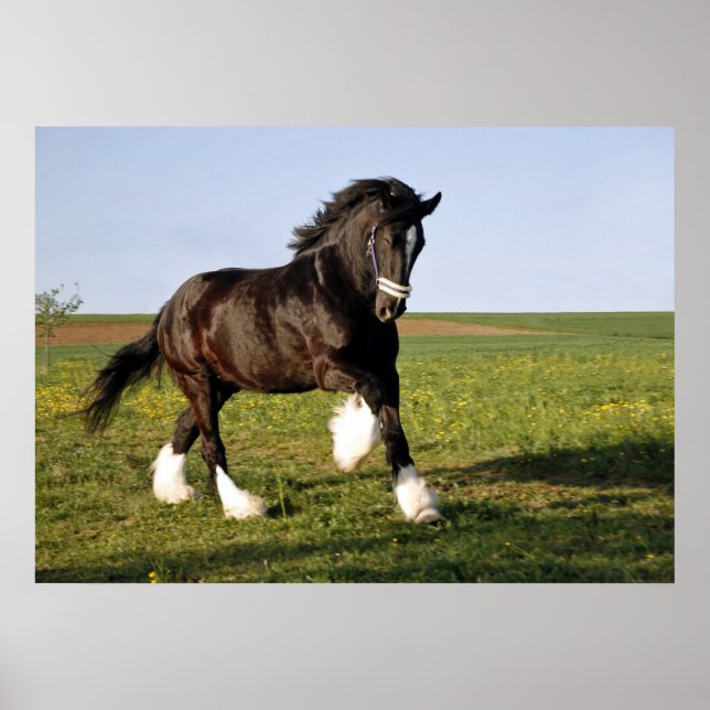 Póster Prancing Clydesdale (Frente)