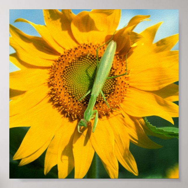 Póster Praying Mantis in Sunflower (Frente)