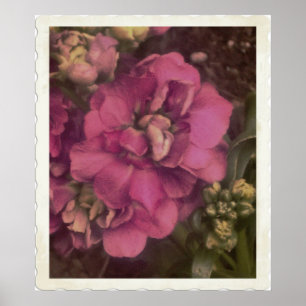 Póster preciosa Peony rosa