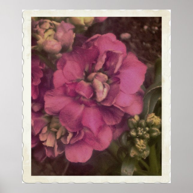 Póster preciosa Peony rosa (Frente)