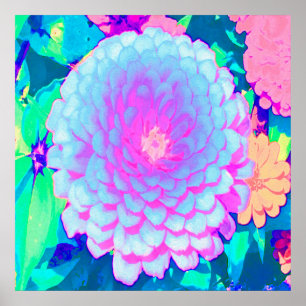 Póster Preciosa Zinnia Morada y Rosa en el Jardín de Vera