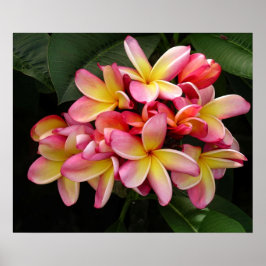 Póster Precioso Poster de Plumeria Rosa y Amarilla