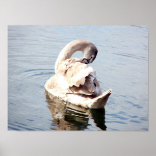 Póster Predicación de cignet Swan