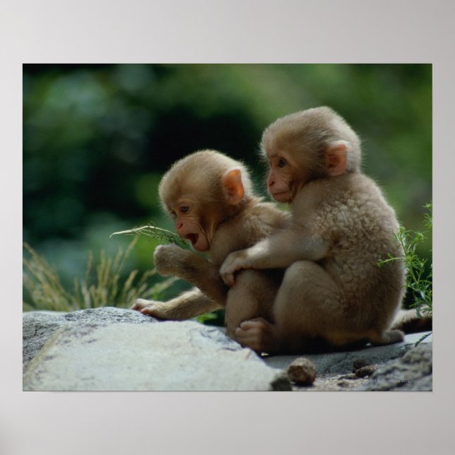 Póster Prefectura de Nagano, Japón (Frente)