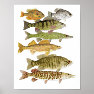Póster Premios de agua dulce