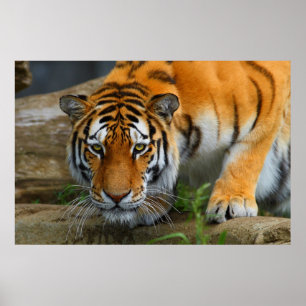 Póster Presa de la caza del tigre de Bengala que se