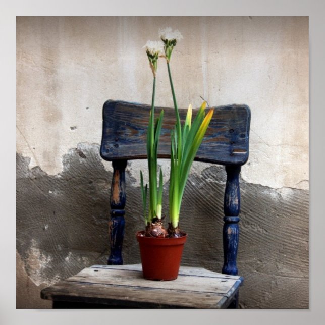 Póster Presidente y Poster de Flores (Frente)