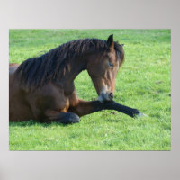 Pretty Brown Horse Laying in the Grass