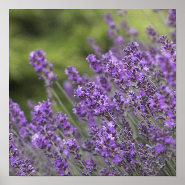Póster Pretty Lavender Fields Poster (Frente)